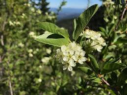 Image result for Prunus