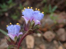 Image result for Cyanotis lanata