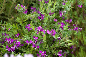 Image result for Polygala myriantha