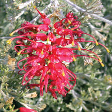 Grevillea is a genus of over 370 species of evergreen shrubs and trees in the proteaceae family, a grevillea is native to australia, new guinea and other nearby islands where it is a popular. Grevillea Seaspray Garden Express