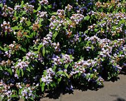 Image result for Eranthemum pulchellum