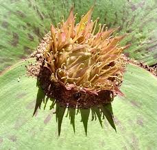 Image result for Monanthotaxis ferruginea