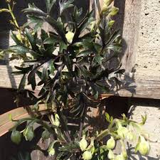 Clematis x cartmanii avalanche 'blaaval', white evergreen clematis, vine, [clematis x cartmanii plant in full sun to light shade and water regularly spring through summer. Clematis X Cartmanii Avalanche Clematis Avalanche In Gardentags Plant Encyclopedia