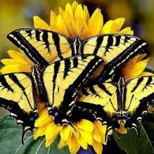 Beautiful Black And Yellow Flowers Staff Picks Pixdaus Swallowtail Butterfly Beautiful Butterflies Butterfly