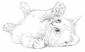 20 Easy Cat Drawing Step By Step Tutorials Simple Cat Sketch This funny cat drawing is the perfect model to start practicing drawing using a vector application! 20 easy cat drawing step by step