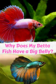 Why Does My Betta Fish Have A Big Belly Betta Fish Betta Fish