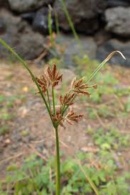 Image result for Cyperus longus