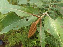 Image result for Harungana madagascariensis