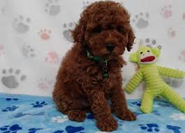 Velvet touch kennel, teacup poodle puppies for sale, breeder of teacup poodles, teacup yorkies, toy poodles, tiny teacup puppy in louisiana. Puppies For Sale Red Poodle Paws