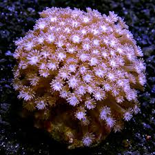Check spelling or type a new query. Ora Aquacultured Marshall Island Goniopora Coral Ora Aquacultured Corals At Liveaquaria Com