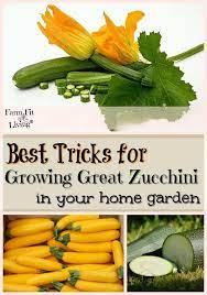 Keep some leaves on the stem, including leaf nodes near the last fruit you want to keep. Best Tricks For Growing Great Zucchini In Your Home Garden
