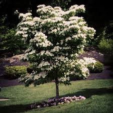 We did not find results for: Its Trouble Blooming Tree Trees Spring Springday Sunnyday Beautiful Flower Flowers Flowerbed Massachusetts Newengland Sunsetridge Bolton Flowering Whiteflowers