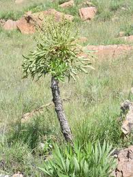 Image result for Cussonia corbisieri