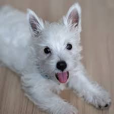 Franklin county, youngsville, nc id: West Highland White Terrier Pdsa