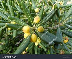 Image result for Pittosporaceae
