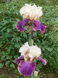 Pin On Fleurs Arbustes Fruits Flowers Shrubs Fruits