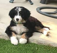 Alpine Bernedoodles Quality Bernedoodle Breeder Bernedoodle Puppy Bernedoodle Puppy Facts