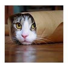 status kedi cat cats istanbul catsofinstagram kopek catstagram pet instacat izmir turkey kediler sevimli kediler kedi