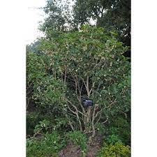 Check spelling or type a new query. Jc Raulston Arboretum