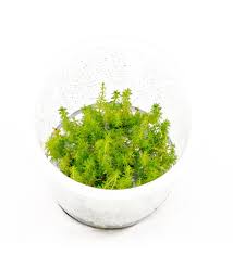 Image result for Hygrophila hippuroides