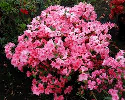 This evergreen can be grown in zones 6 to 9. Azaleablaauw S Pink Designs By Lee