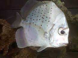 Meski termasuk ikan yang kuat, cupang butuh perhatian lebih agar warnanya cantik. 41 Ikan Daun Baru Besar Resepi Kitchen