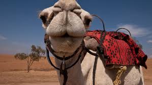 Yet somalis typically do not raise more camels (or other livestock) than they need. The Deadly Mers Virus Jumped From A Camel To A Person Vox