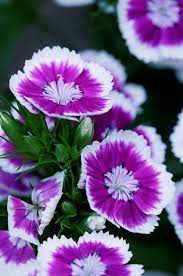 Sweet William Detail Dianthus Flowers Beautiful Flowers Sweet William Flowers
