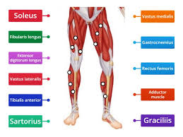 The legs are also known as the lower limbs, and they help us bear the weight of the entire body besides. Lower Body Muscles Labelled Diagram