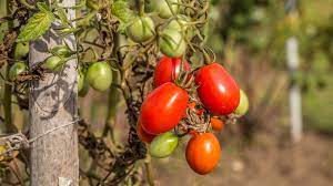 Dieser pinnwand folgen 1426 nutzer auf pinterest. Tomaten Pflanzen So Klappt Es Mit Anbau Und Ernte Ndr De Ratgeber Garten Nutzpflanzen