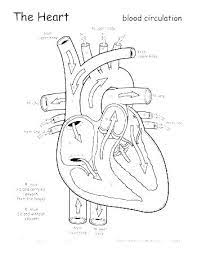 Anatomy is the study of the structure of human, animals and plants. Anatomy Coloring Book Heart Novocom Top
