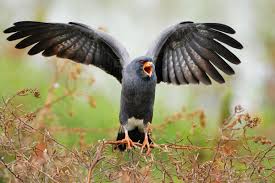 Birds Of Prey Central Florida Snail Kite