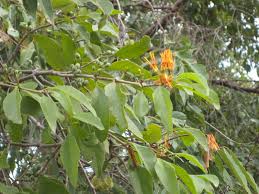 Image result for Englerina