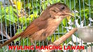 Ciri khas dari suara burung flamboyan. Suara Burung Flamboyan Betina 500 Gambar Burung Flamboyan Jantan Hd Paling Keren Infobaru Mengenal Lebih Dekat Burung Flamboyan Perbedaan Jantan Dan Betina Flamboyan