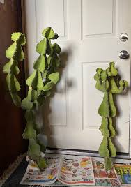 Image result for Euphorbia cooperi