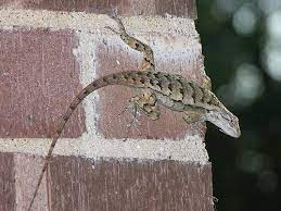 How To Care For A Texas Spiny Lizard Lizard Habitat Get Rid Of Lizards Lizard The texas spiny lizard is a fairly common yet beautiful lizard inhabiting the drier regions of southern north america.