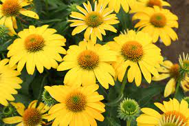 Echinacea Sombrero Lemon Yellow Improved Coneflower Echinacea Lemon Yellow Sun Perennials