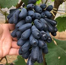 Get the best deals on grape fruits&fruit trees. Bulk Natural Moondrops Grape Fruit Tree Seedling Moon Drops Grape Seedlings Products China Bulk Natural Moondrops Grape Fruit Tree Seedling Moon Drops Grape Seedlings Supplier