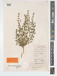 Image result for Vahlia digyna