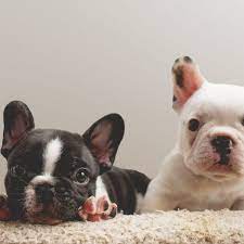 The home of the world's most exquisite teacup french bulldog puppies for sale. Why Are French Bulldogs So Expensive Greenfield Puppies
