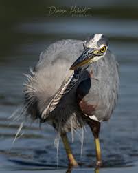 New Images — Darren Hebert Photography