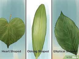 We did not find results for: 3 Ways To Identify Trees By Leaves Wikihow