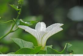 Image result for Coccinia sessilifolia