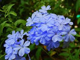 Maybe you would like to learn more about one of these? Popular Flowers Name In Kannada India Gardening