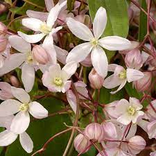 Maybe you would like to learn more about one of these? Groenblijvende Bosrank Clematis Armandii Apple Blossom
