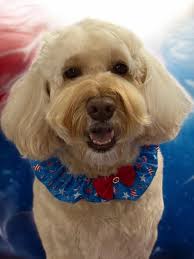 Hey Pet-A-Groom family!!! Cynthia here! I would like to intruduce the  newest member... Miss Elizabeth Jean! Born 5-27-2020 at 1:37pm, weighing in  at 8.14 lbs, and 20 inches long! We are both