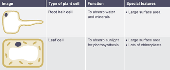 Table Comparing Function And Features Of Root Hair Cell And Leaf Cell Plant Cell Functions Skeletal And Muscular System Biology Revision