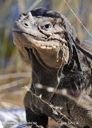 Rhinoceros Iguana Is Found In The Caribbean Mostly In Haiti And The Dominic Republic It Is Very Rare Cute Reptiles Reptiles Pet Animals Beautiful