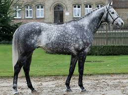 Ratibor Thoroughbred Nice Dapples Pony Parade Horses Dapple Grey Horses Show Horses