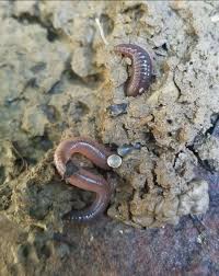 Garden Worm Eggs Worms Garden Snake